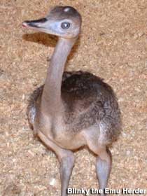 Emu chick.
