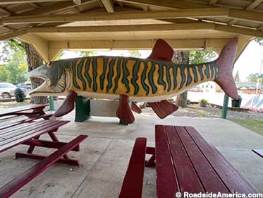 Diners-eye view of the Tiger Muskie.