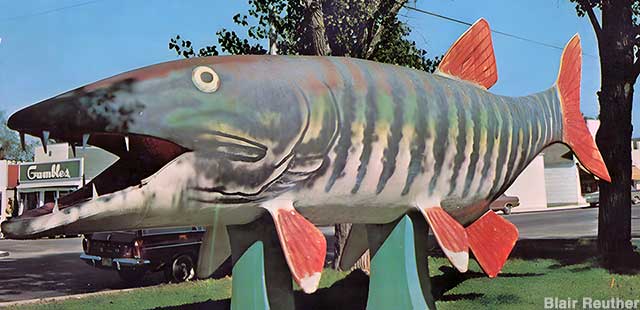 Tiger Muskie in the 1960s. Paint on lower fin tips was worn from the grasping hands of countless small children.