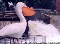 Pelican Pete: World's Largest Pelican