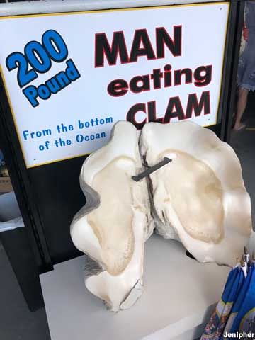 200 pound Man Eating Clam.
