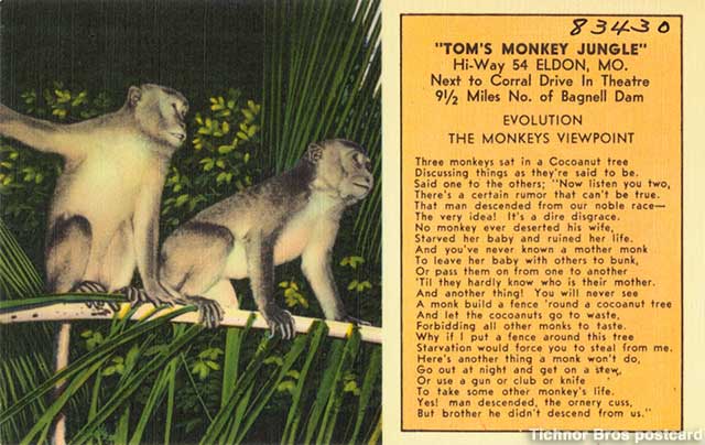 Tom's Monkey Jungle postcard discusses so-called Evolution.
