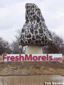 Fresh Morels dot com.