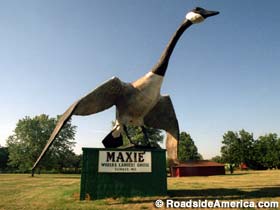 Maxie - World's Largest Goose.