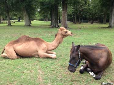 Camel and horse.