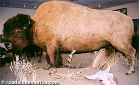 Buffalo nickel buffalo.
