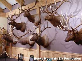 Elk trophies mounted on wall.