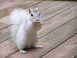White Squirrel.