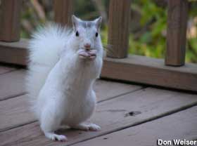 White squirrel in Brevard, NC.