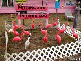 Cedar Point, NC - Plastic Flamingo Petting Zoo