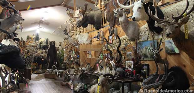 Bill Fuchs has no idea how many animals he's killed, but it's a lot.