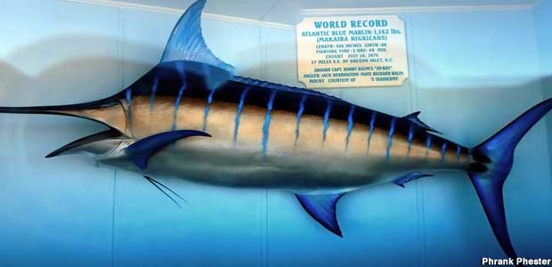 Largest Marlin.