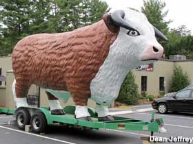 Steakhouse Bull on a trailer.