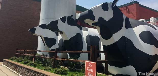 Big Milk Tank Cows.