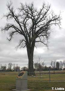 Champion Tree of North Dakota.