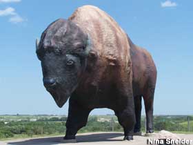 World's Largest Buffalo.
