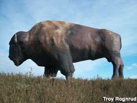 World's Largest Buffalo.
