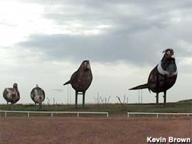 Giant Pheasants.