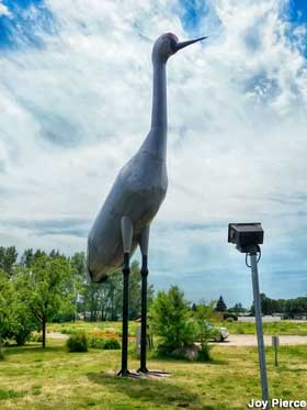 World's Largest Sandhill Crane.