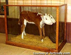 Fort Cody's 2-headed calf.