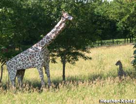 Home-made Giraffe.