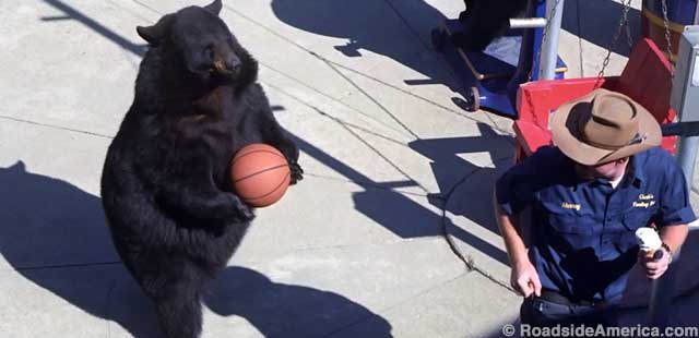 Bear plays basketball.
