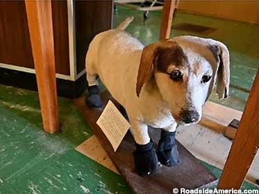 Stuffy the Dog wears mouse-proof shoes.