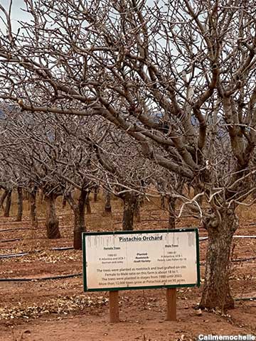 Pistachio orchard.