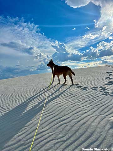 Dog-friendly sand dune.