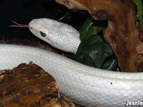 Albino snake.