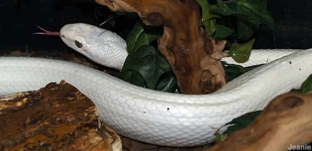 White snake.
