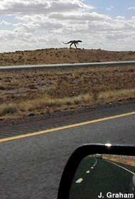 Dinosaurs spotted along I-40.