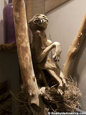 Mummified cat, displayed in the desert tree where it was found.