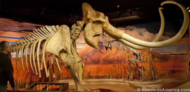 North America's largest assembled Columbian mammoth skeleton; it was dug up in Nevada.