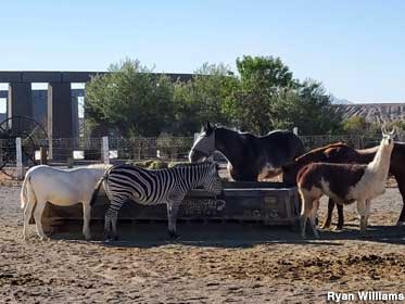 Paddock of llamas, zebras, horses, and goats.