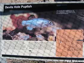 Interpretive sign about Pupfish.
