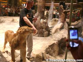 Lions in the casino.