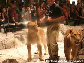 Lions in the casino.