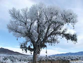 Winter shoe tree.