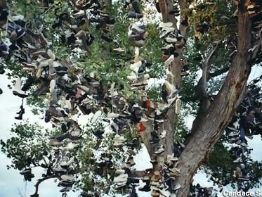 Shoe Tree, 2002.