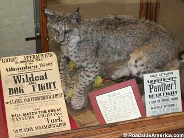 Taxidermy wildcat and fight posters.