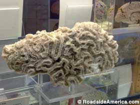 Brain coral.