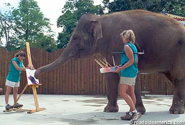 Elephant paints a picture.