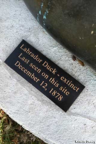 Labrador Duck plaque.