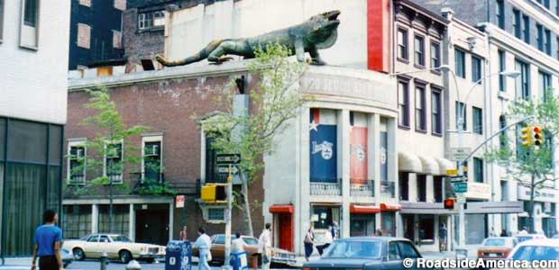 Iguana - New York City, 1983.