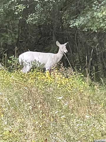 Seneca White Deer.