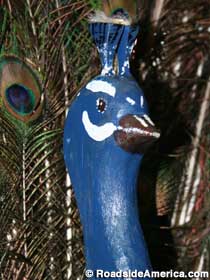 Face of the vampire peacock.