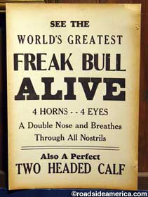 Freak Bull alive sign.