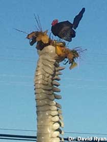 Turkey nest on the spine.