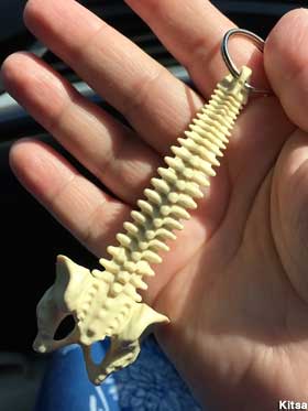 Spine key chain.